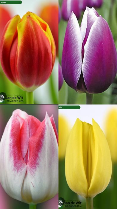 Тюльпан опт и розница к  14 февраля и 8 марта!