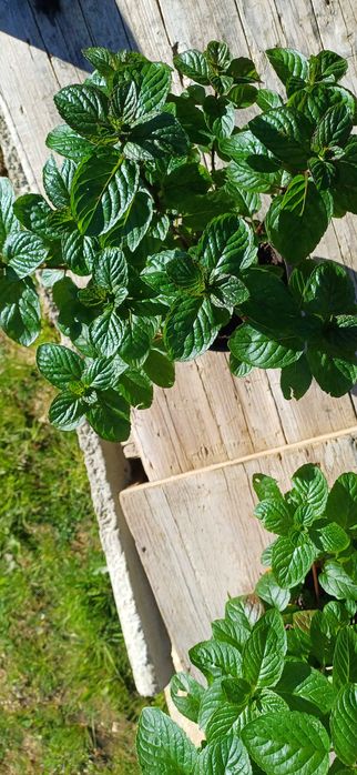 Planta Hortelã Pimenta em Vaso