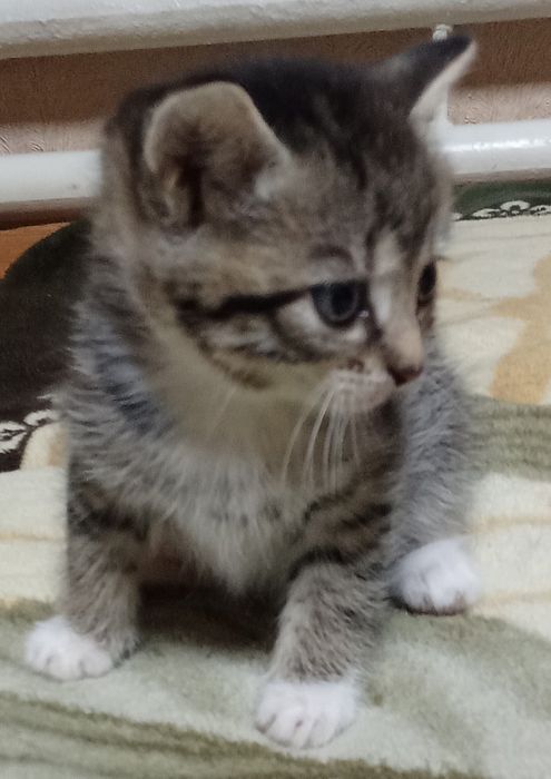 Віддам кішечку в добрі руки