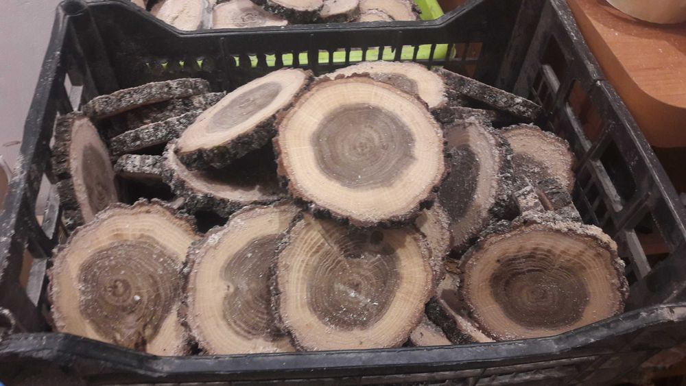 Plastry drewna dębowe średnica 7-9 cm nie suszone x50 ślub wesele