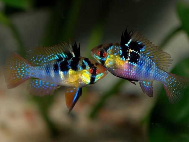 Pielęgniczka Ramireza - Pielęgniczka motylowa - Mikrogeophagus - dowóz