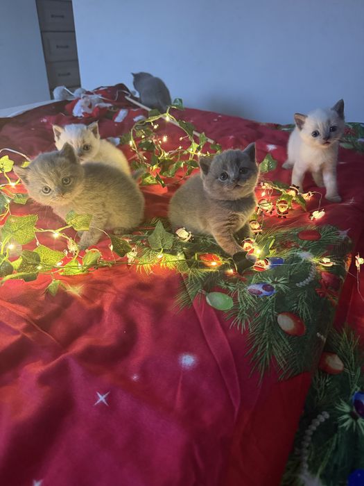 Шотландські чистокровні прямовухі кошенята