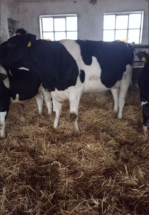 Jałówka na ocieleniu