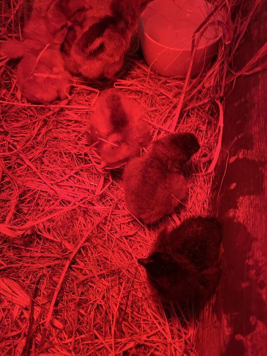 Pintos do Campo (Criação Biológica)