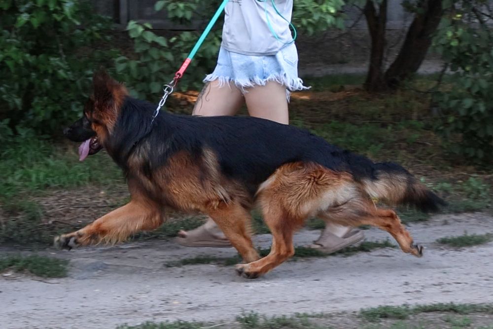 Кобель німецької вівчарки для вʼязки