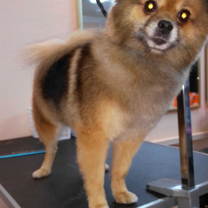 Алексеевка Стрижка котов и собак, Недорого!возможен выезд к Вам на дом