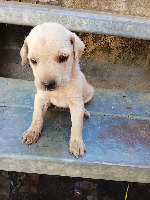Cachorrinhos para adoção