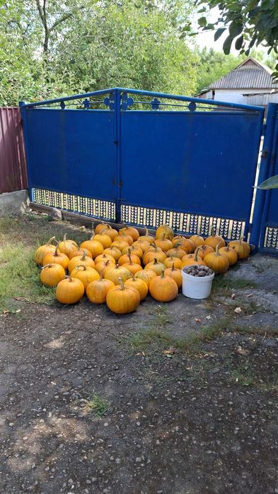 Гарбузове насіння