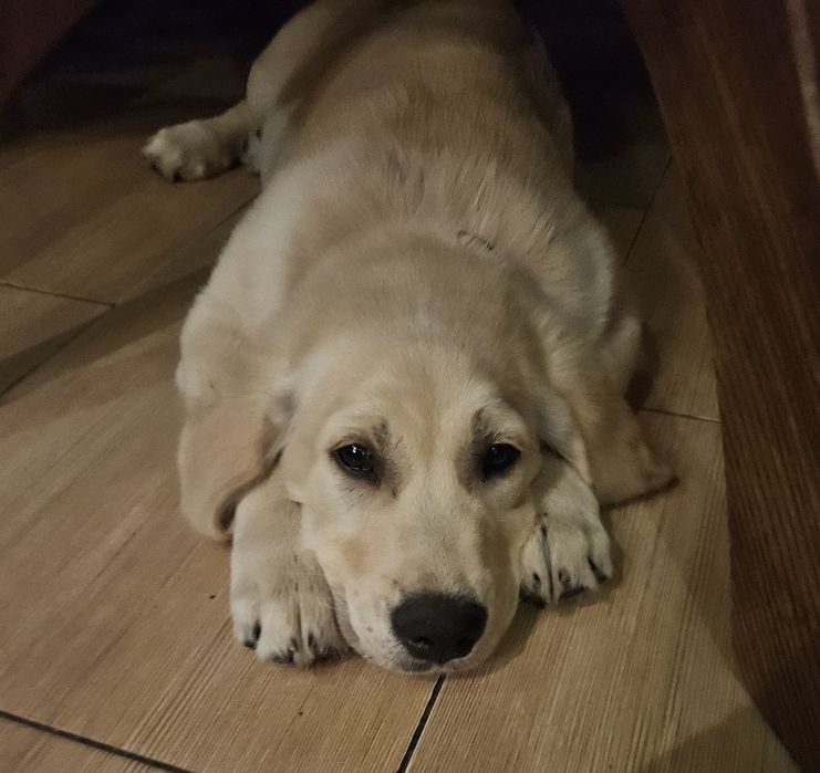Golden retriever piesek z rodowodem
