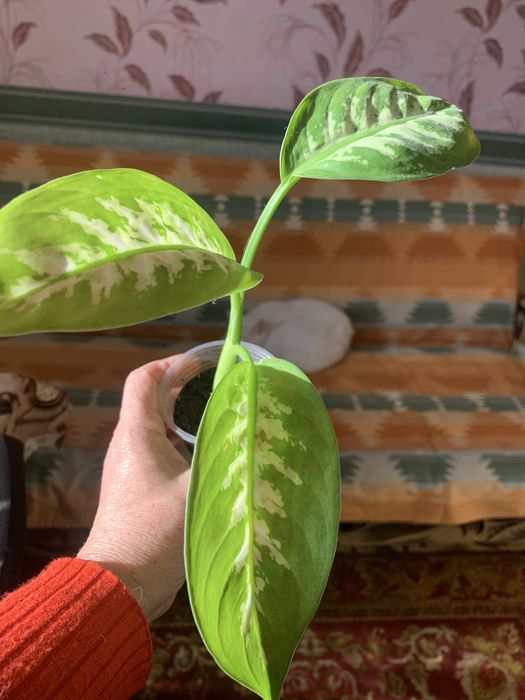 Диффенбафія. Кімнатна рослина.