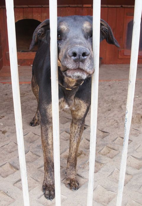 Lemon - czarne cudo zza krat do adopcji.