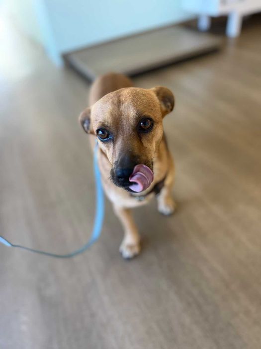 Buddy para adoção responsável