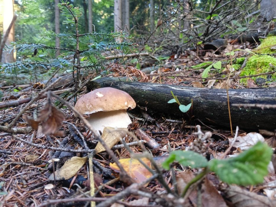 Sprzedam suszone prawdziwki 2025- 3 słoiki