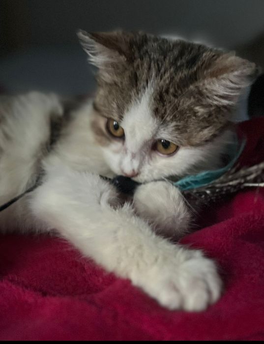 Przekochana Suszi błaga o dom..