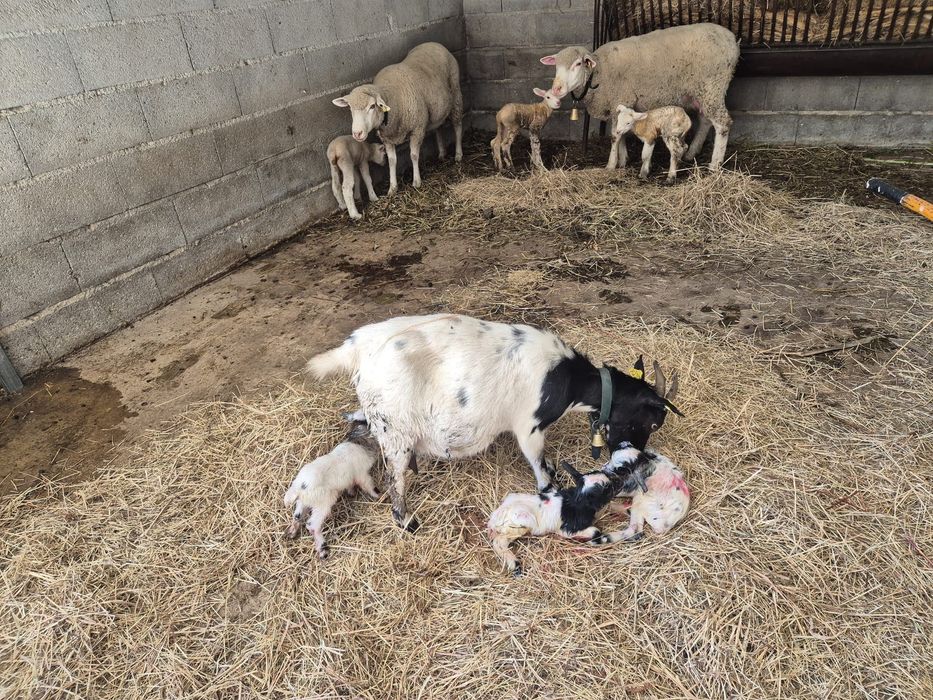Cabras anãs boa qualidade