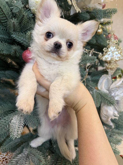 Цуценята чіхуахуа, стандарт