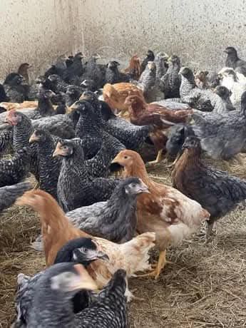 Кури Домінанти несушки