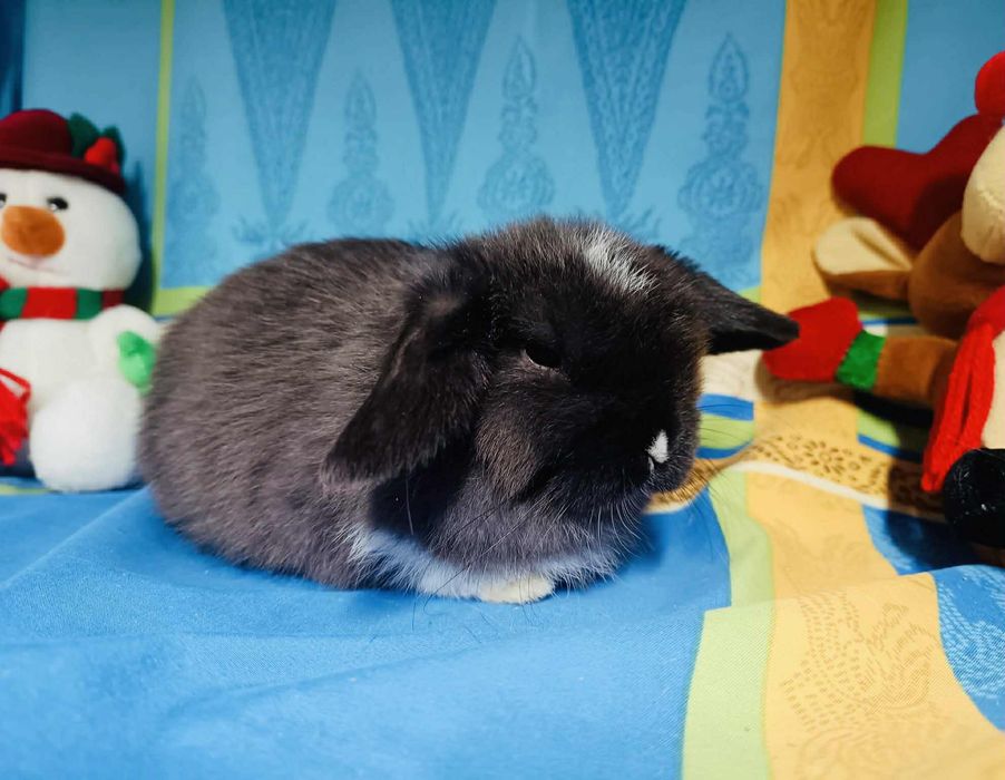 Sprzedam króliczki mini loop mini lop niebieskookie białe puchate
