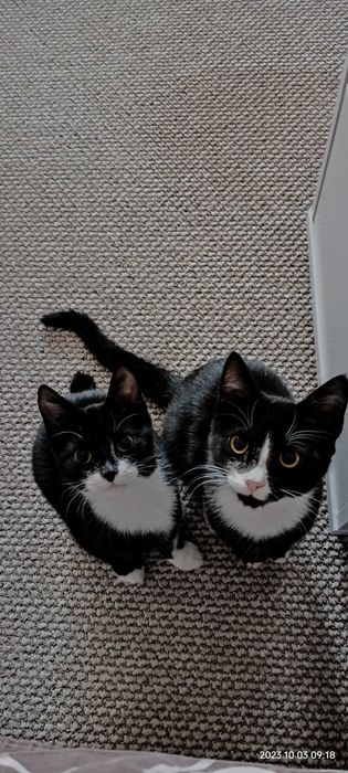 Отдам кота и кошечку