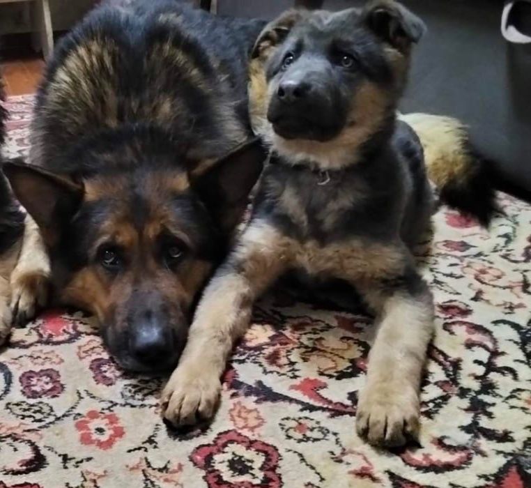 Продаються цуцики німецької вівчарки