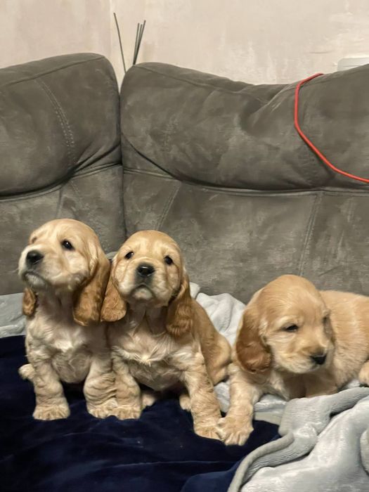 Продам Цуцики Спаніель