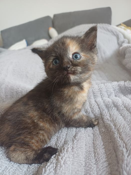 Cudna kotka do adopcji