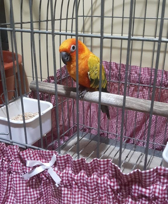 Aratinga macho 2024 domésticado  muito mansinho