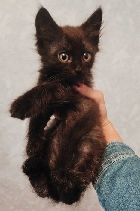 Кошеня шукає дім
