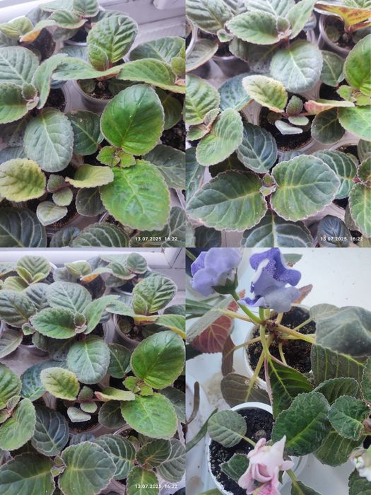 Сіянці сортової глоксинії