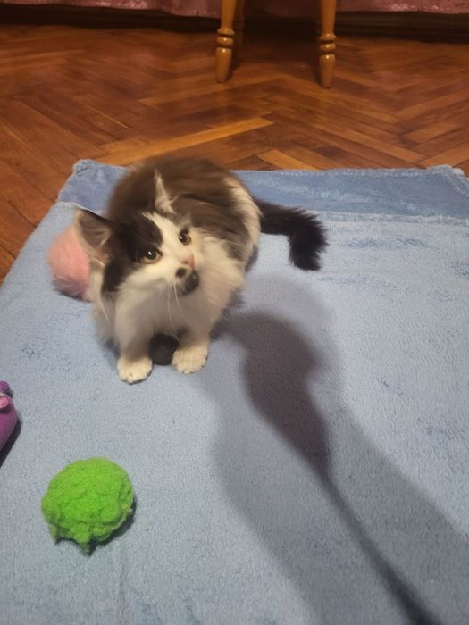 безкоштовно кошеня 2 місяці