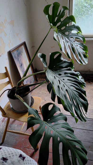 Duża Monstera tanio
