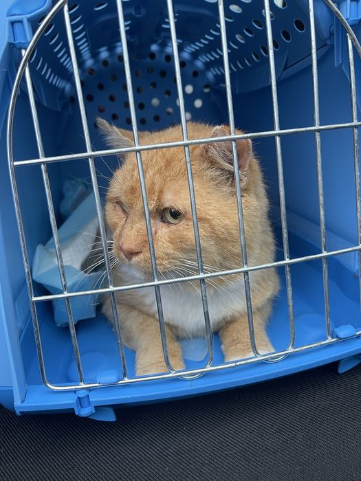 Rudy kocurek do adopcji