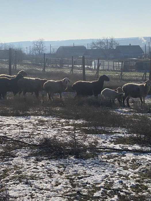 Срочно продам овец курдючной породы