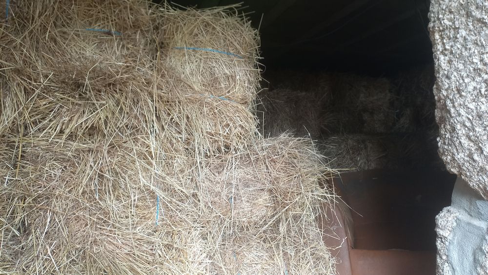 Vende-se palha de azevem deste ano boa qualidade