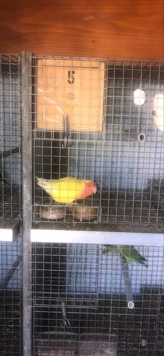 Agapornis roseicollis