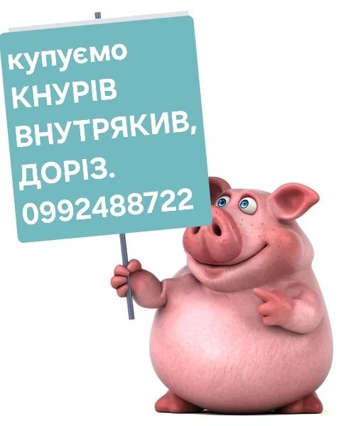 Кнурі,внутряки,,санбрак.