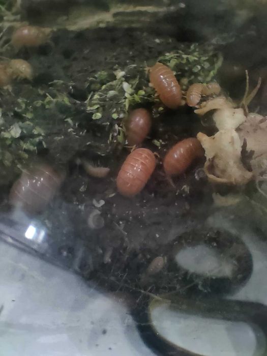 Armadillidium vulgare "Red" egzotyczne isopody