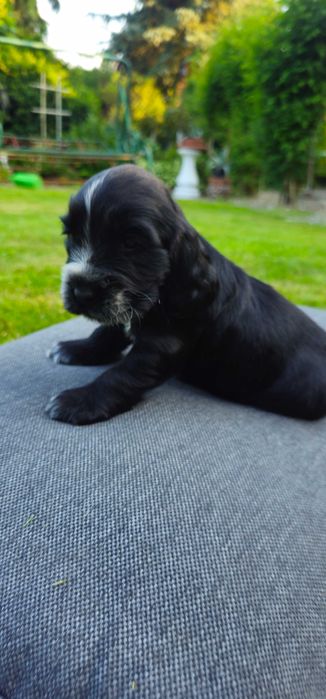 Cocker Spaniel z rodowodem