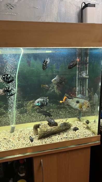 Продам аквариум с рыбами 200л.