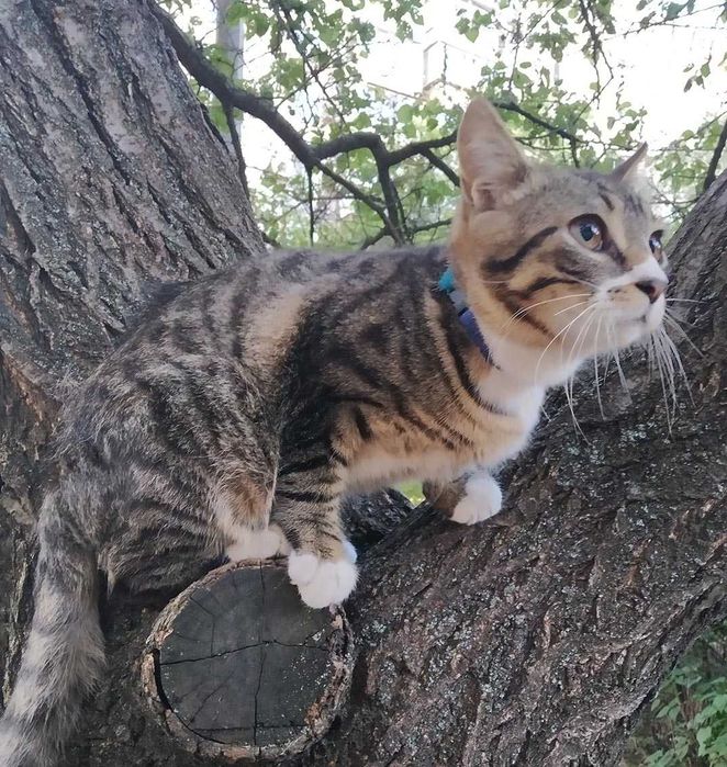 Котенок. Полосатый мальчик  9 месяцев . Привит.
