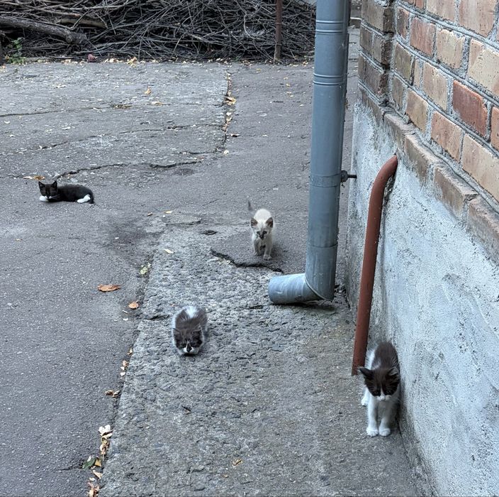 Віддамо кошенят в добрі руки