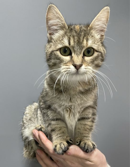 Котенок кошка кот полосатая лесная серая