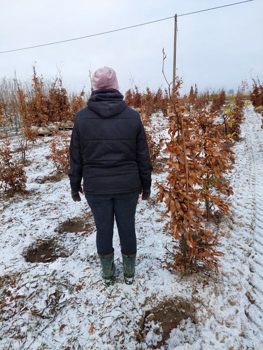 Buk gęsty na żywopłot
