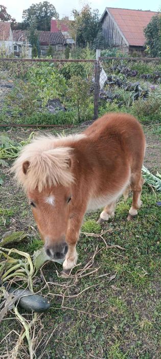 Kuc szetlandzki ROCZNY