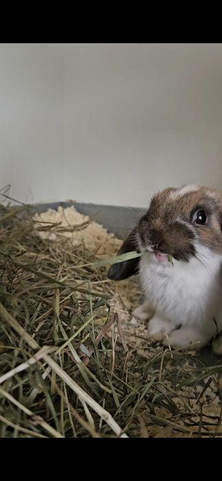 Siano dla królików,  świnek ..."Animals24 " eko- odpylone.