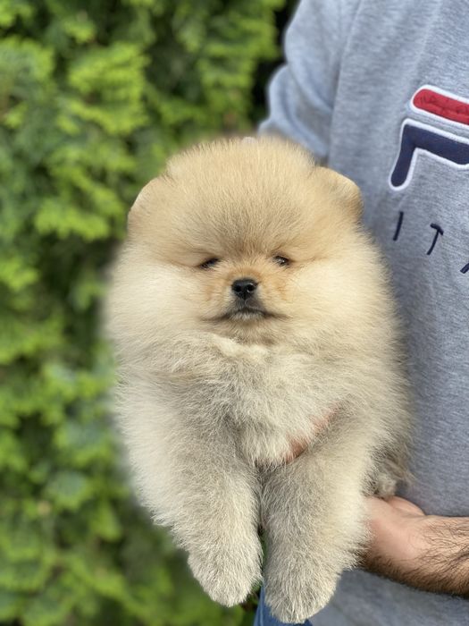 Померанський шпіц хлопчик
