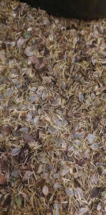 Rożnik Przerośnięty Nasiona 100g