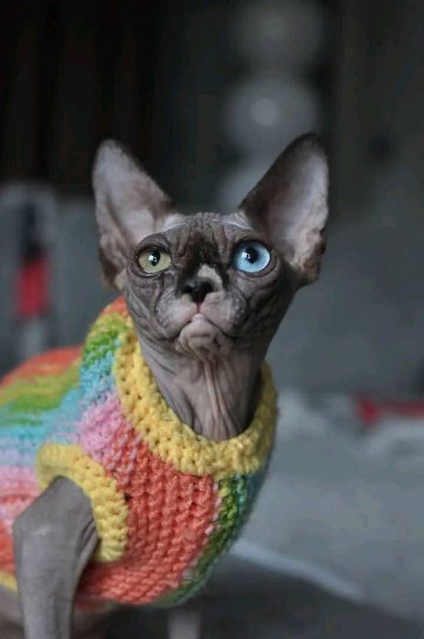Sfinks heterochromia