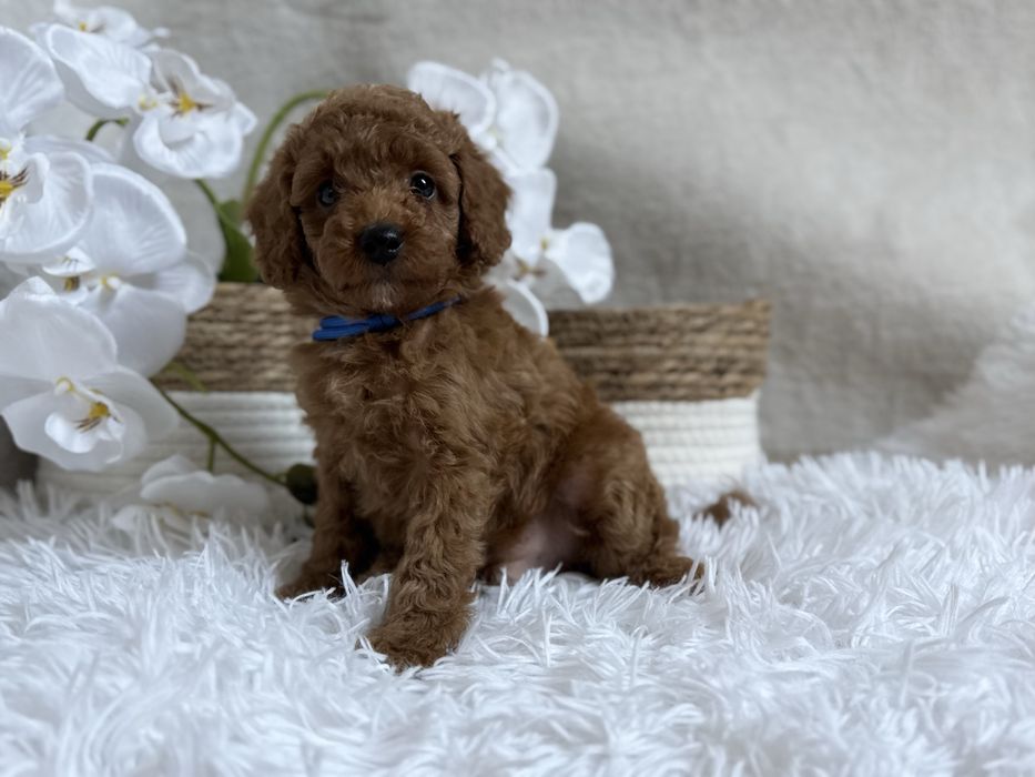 Pudel Toy/Miniatura, red, piesek , REZERWACJA