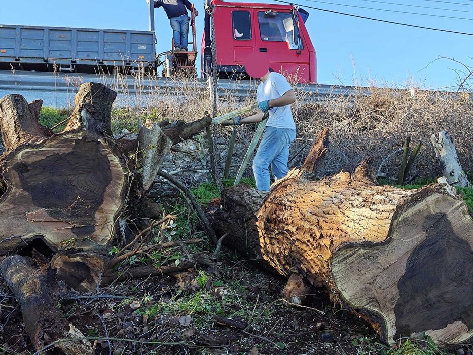 Abate de Árvores de Grande Porte